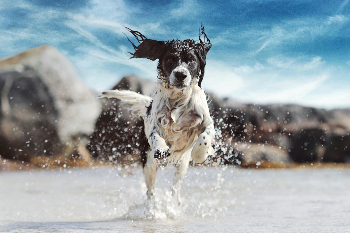 7 things you need to know about dog hydration