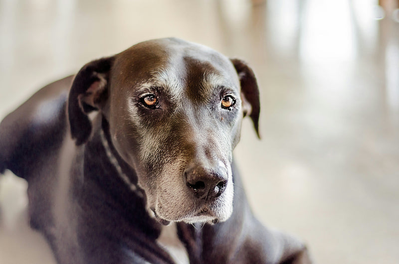 Senior Dog Hydration Needs: Kidney Health & Warning Signs